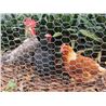 MALLA GALLINERO HEXAGONAL 25X0.8MM 1X50 METROS SUNGARDEN - SG0054-1